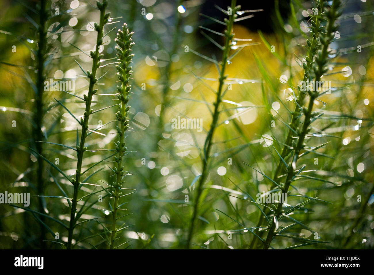 Plant plants close up hi-res stock photography and images - Alamy
