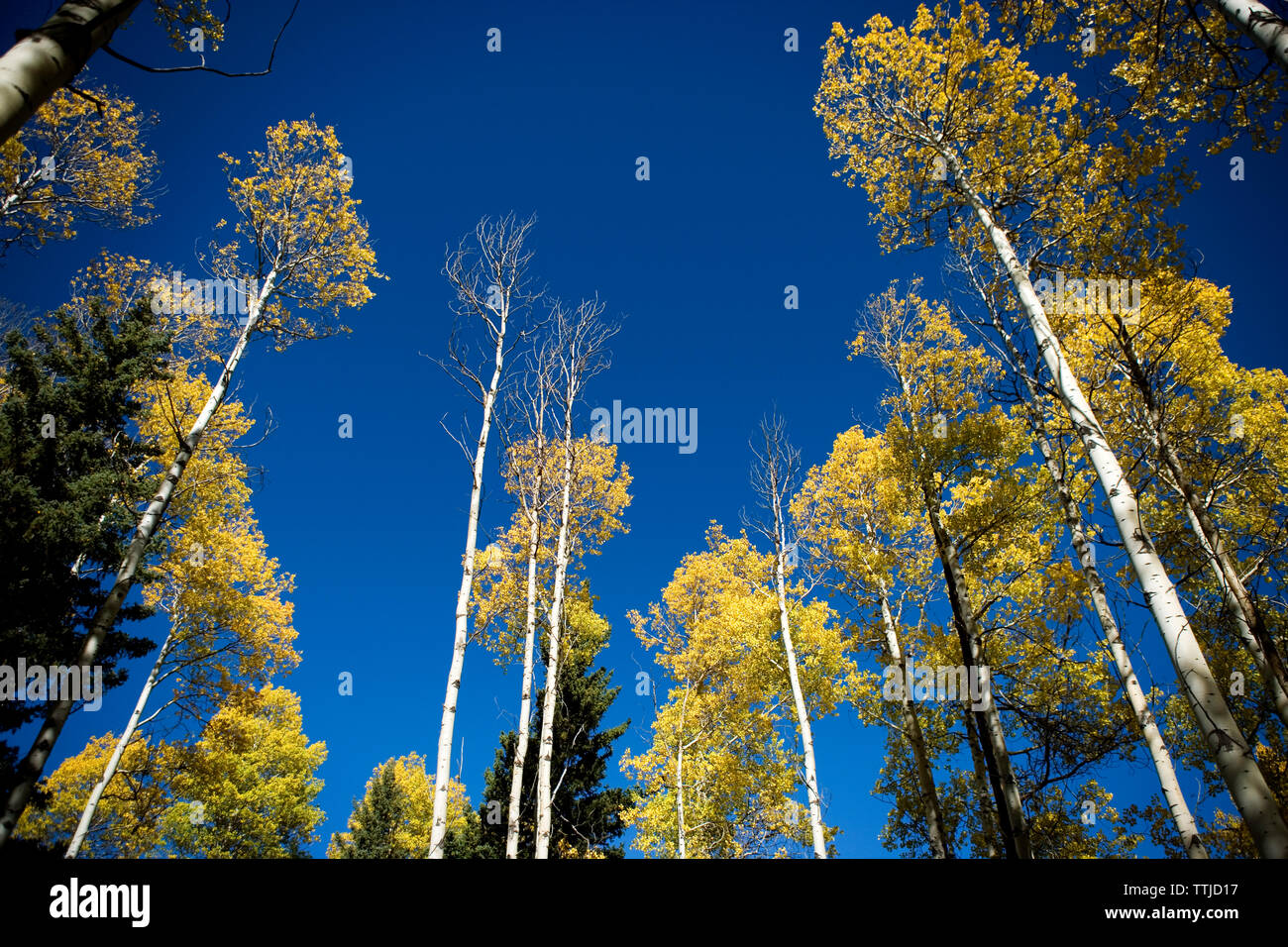 Low angle view of trees against clear blue sky Stock Photo - Alamy