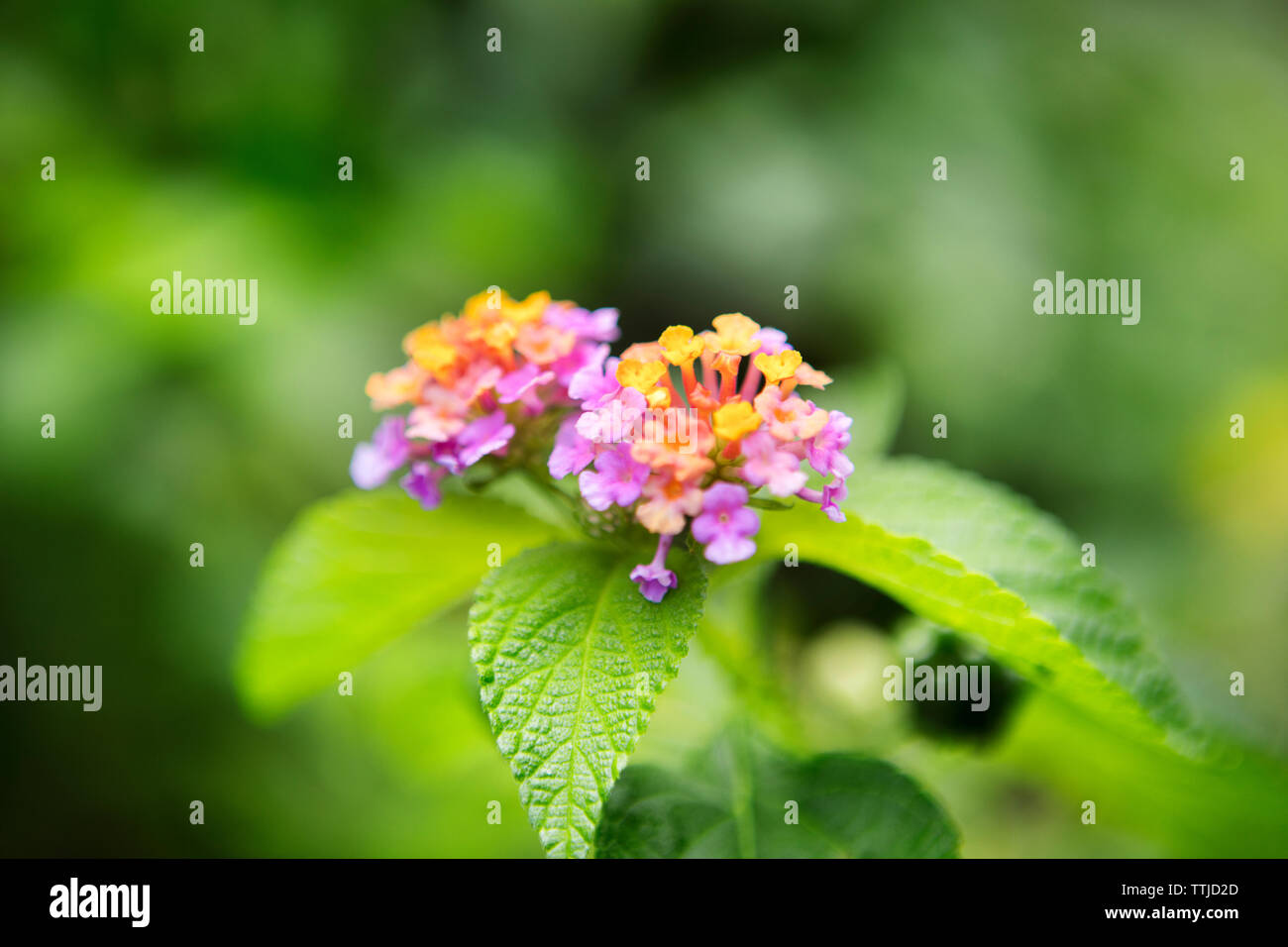 Close Up Of Lantana Camara Blooming On Plant At Park Stock Photo Alamy Close Up Of Lantana Camara Blooming On Plant At Park Stock Photo Alamy