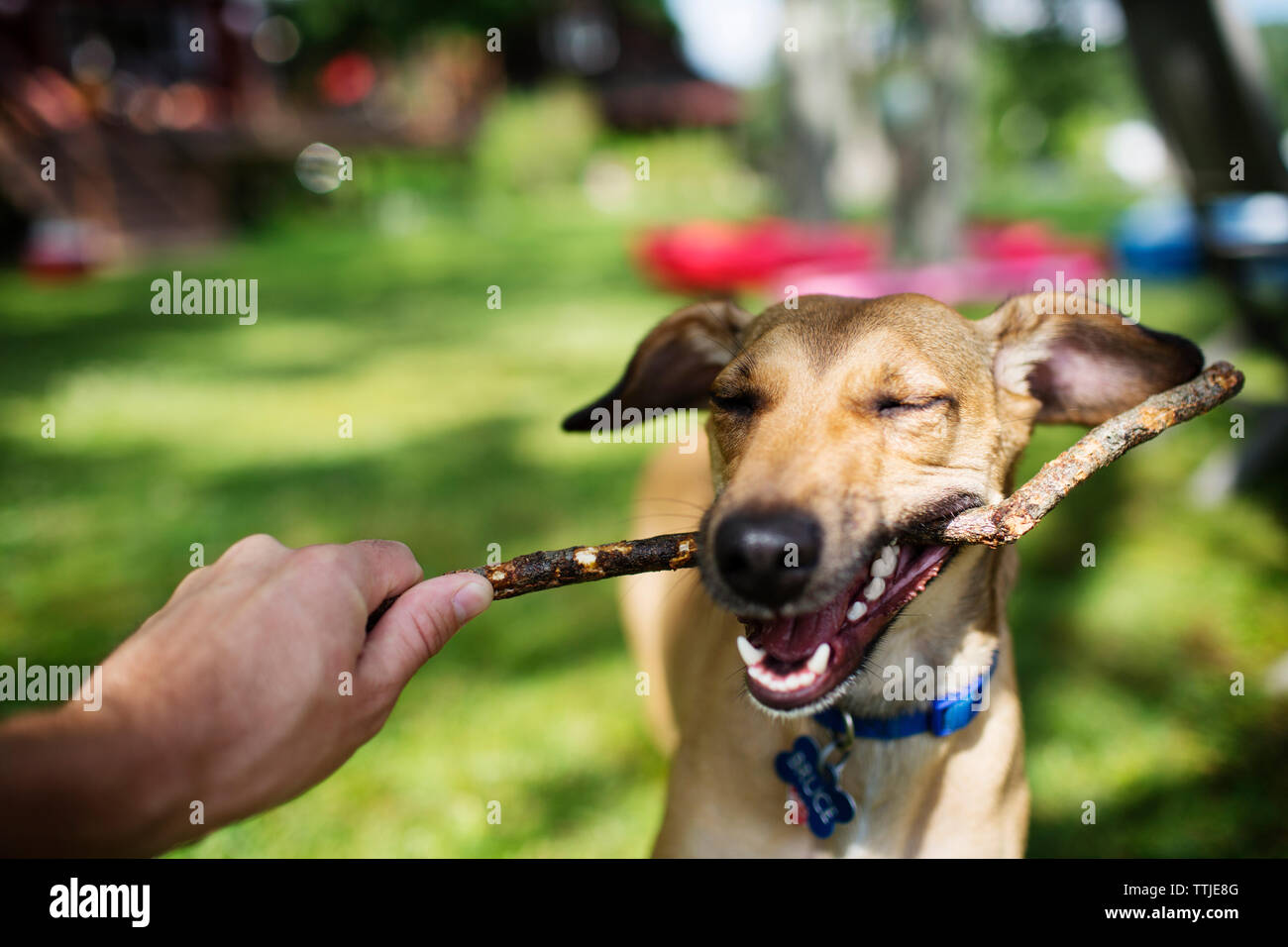 Dog pulling stick from man's hand at park Stock Photo