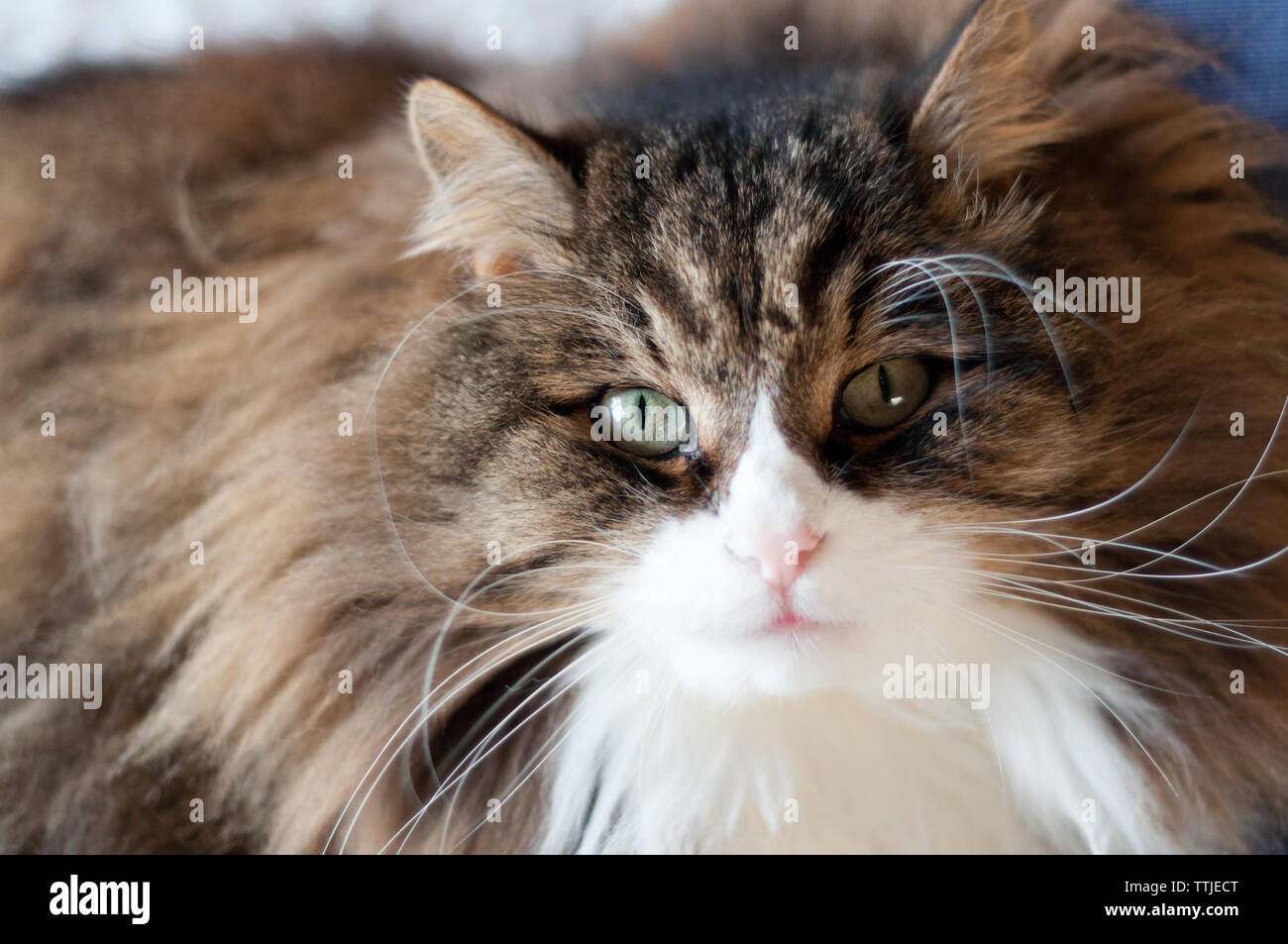 beautiful fluffy cat with very long whiskers and eyebrows looking camera Stock Photo