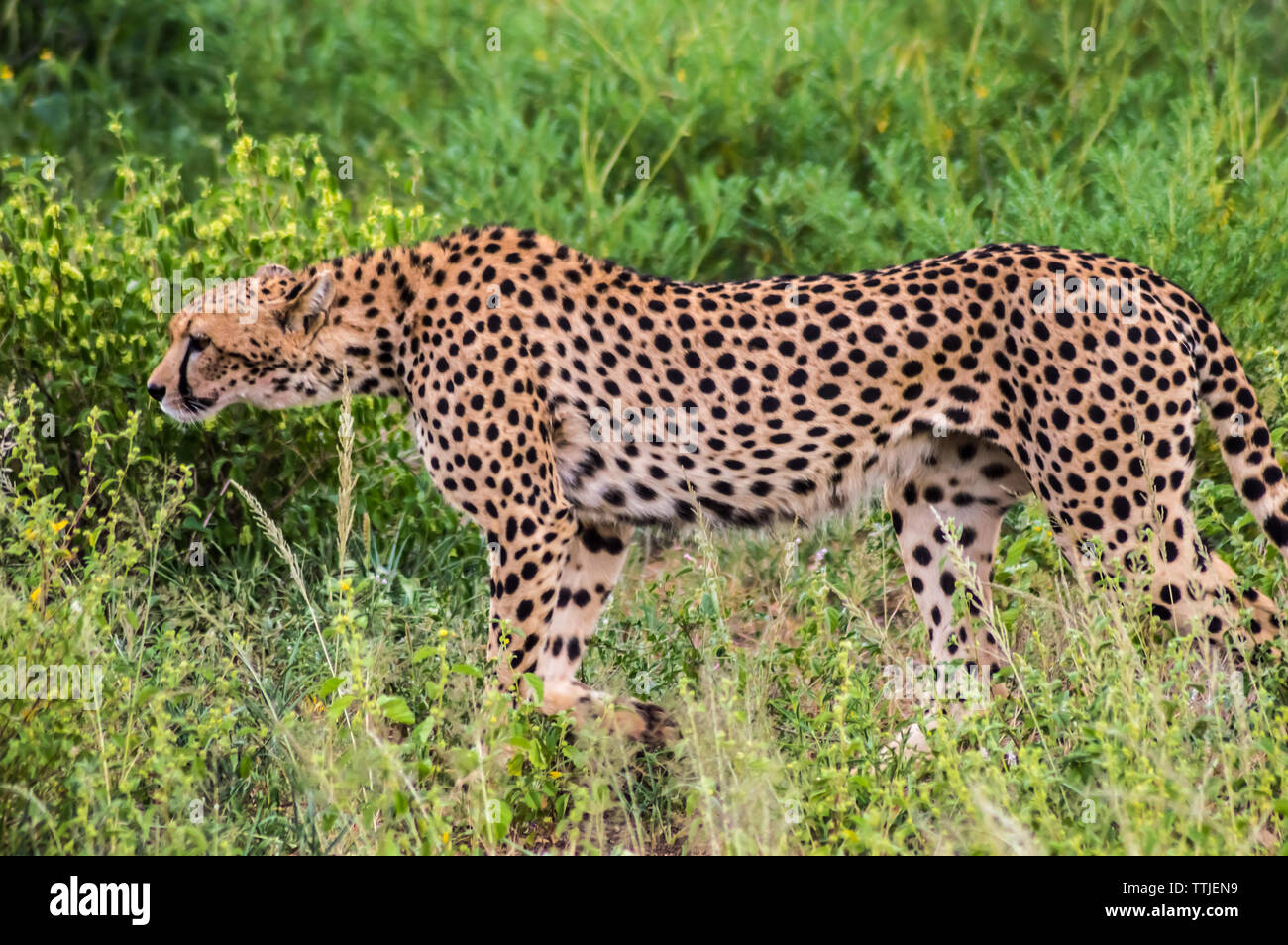 A leopard walking in the forest in Samburu Park in central Kenya Stock Photo
