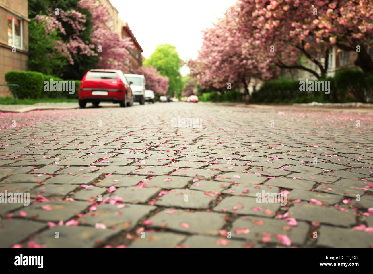 Blossoming pink sakura tree in the street Stock Photo - Alamy