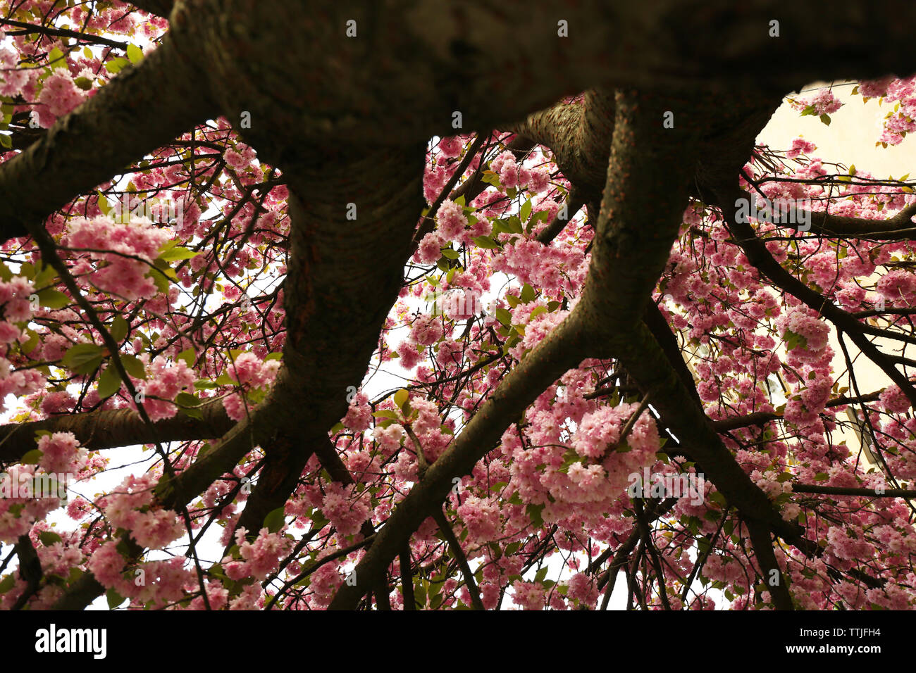 Blossoming pink sakura tree in the street Stock Photo - Alamy
