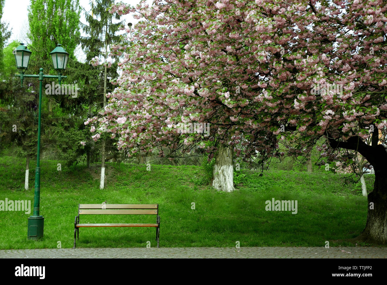Paved road and bench in a green park Stock Photo - Alamy
