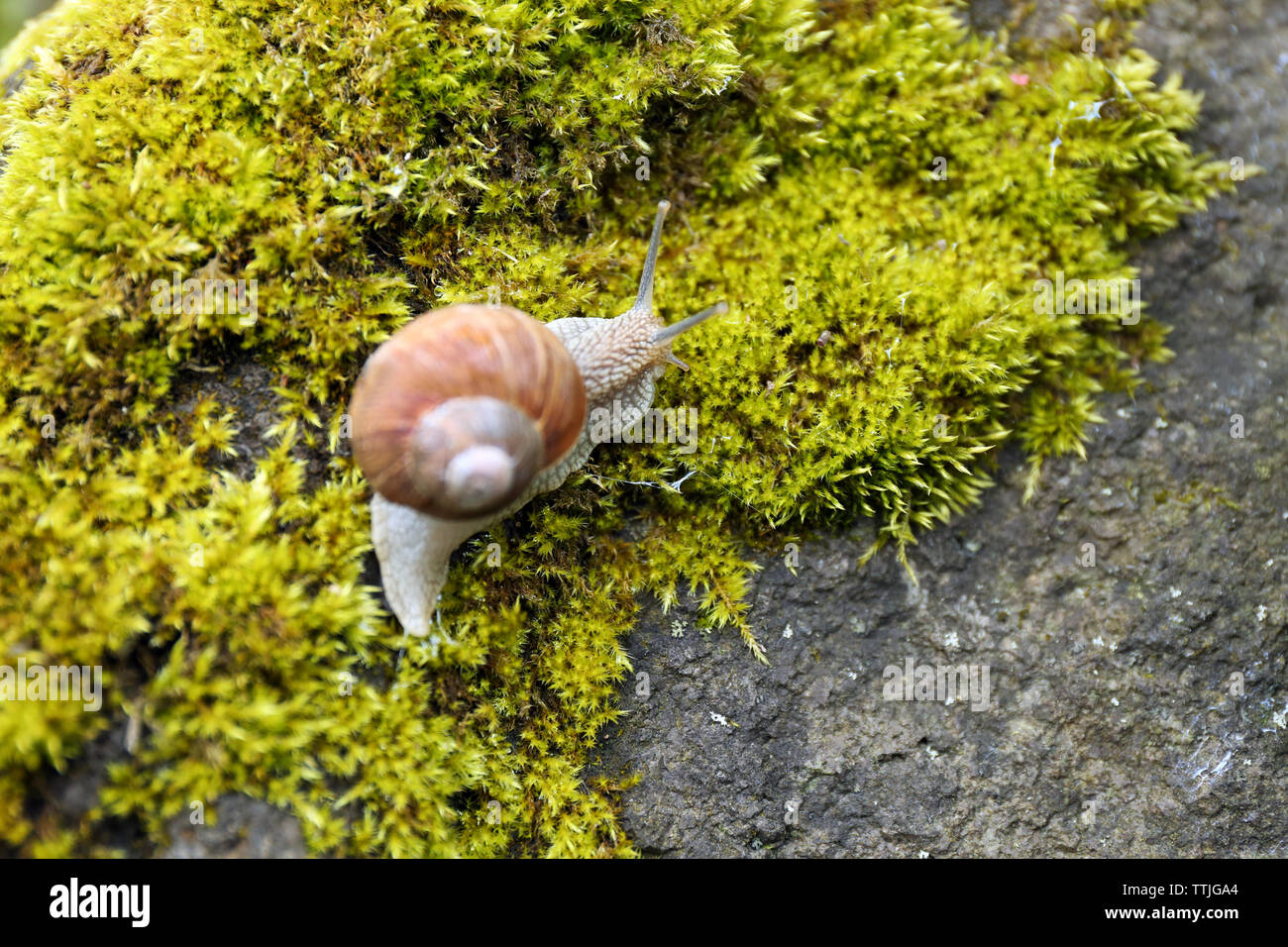 Snail in the moss Stock Photo Alamy