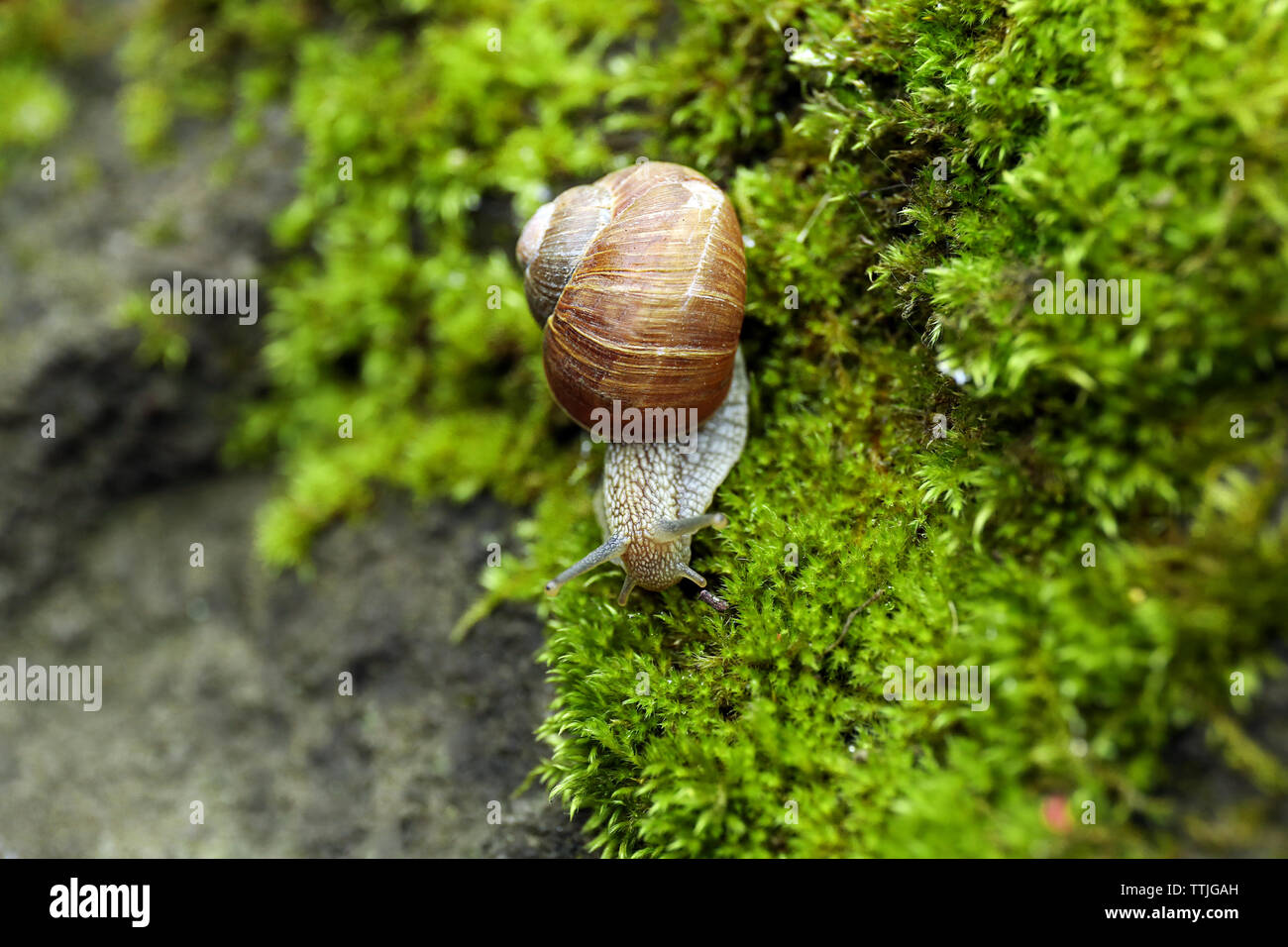Snail in the moss Stock Photo Alamy