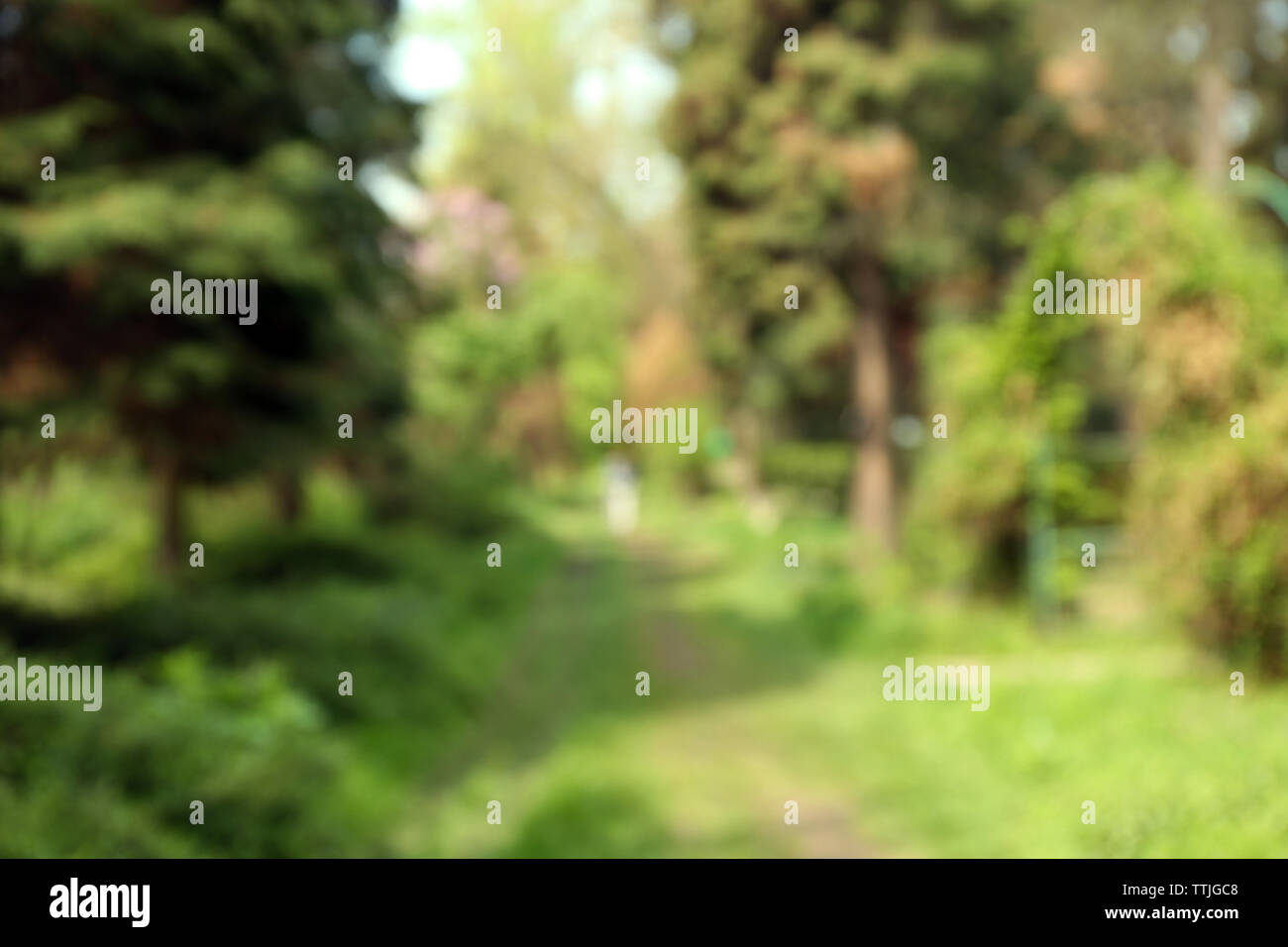 Footpath in a green park. Blurred nature background Stock Photo - Alamy