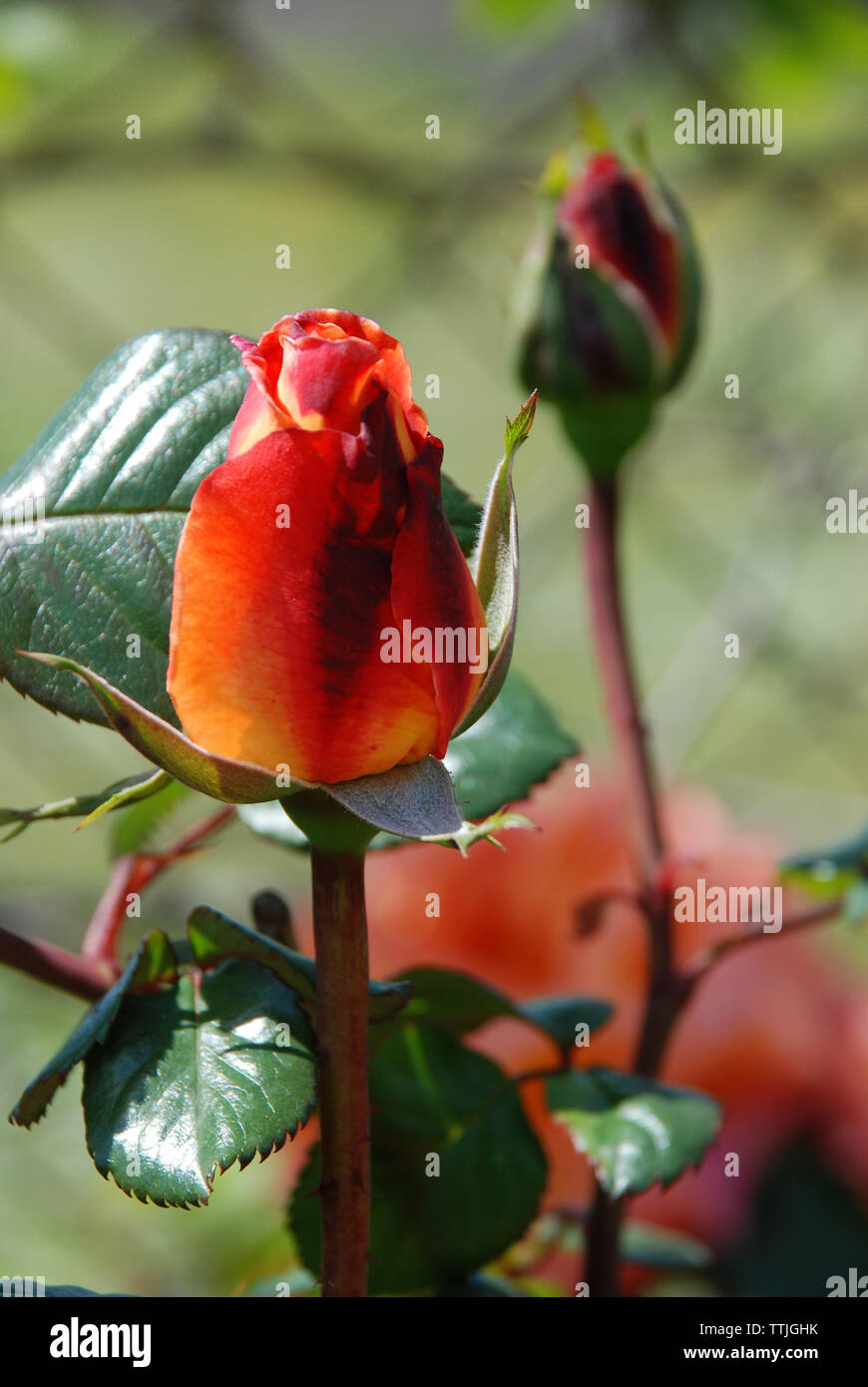 Spata Village, Greece / Red roses at the garden Stock Photo