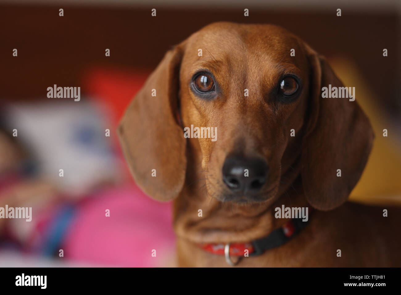 Close up of a Dachshund dog Stock Photo