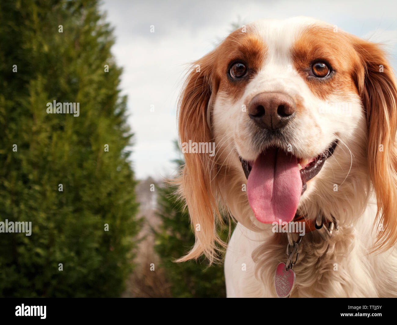 Close-up of dog sticking out tongue at backyard Stock Photo - Alamy
