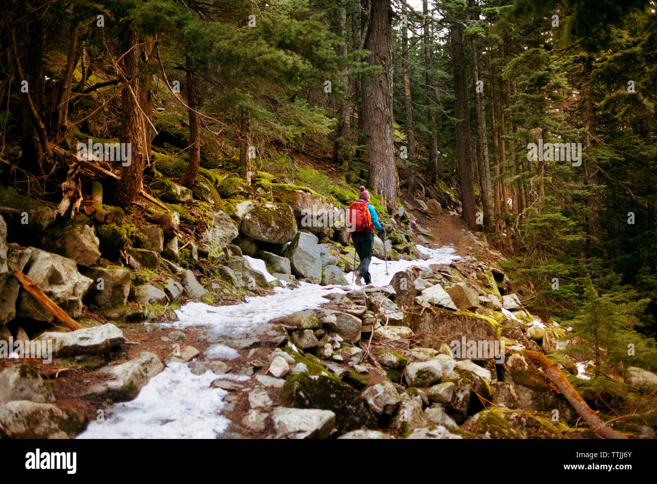 Rear view of woman hiking in forest Stock Photo - Alamy