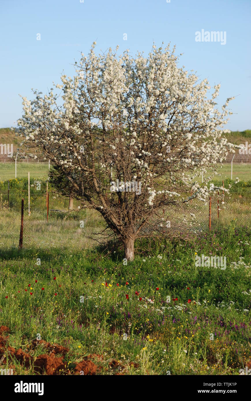 Spata Village, Greece / Almond tree in the countryside Stock Photo