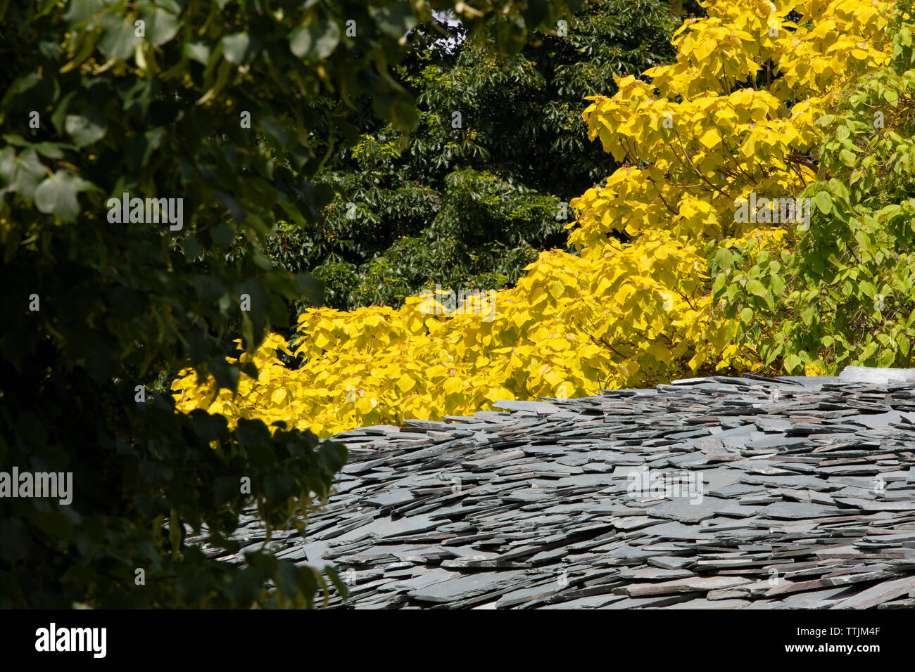 The Serpentine Gallery Summer Pavillion 2019 in London's Hyde Park is designed by Japanese architects Junya Ishigami + Associates and features a curve Stock Photo