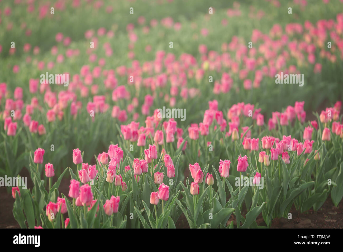 Field of beautiful blooming tulips Stock Photo - Alamy