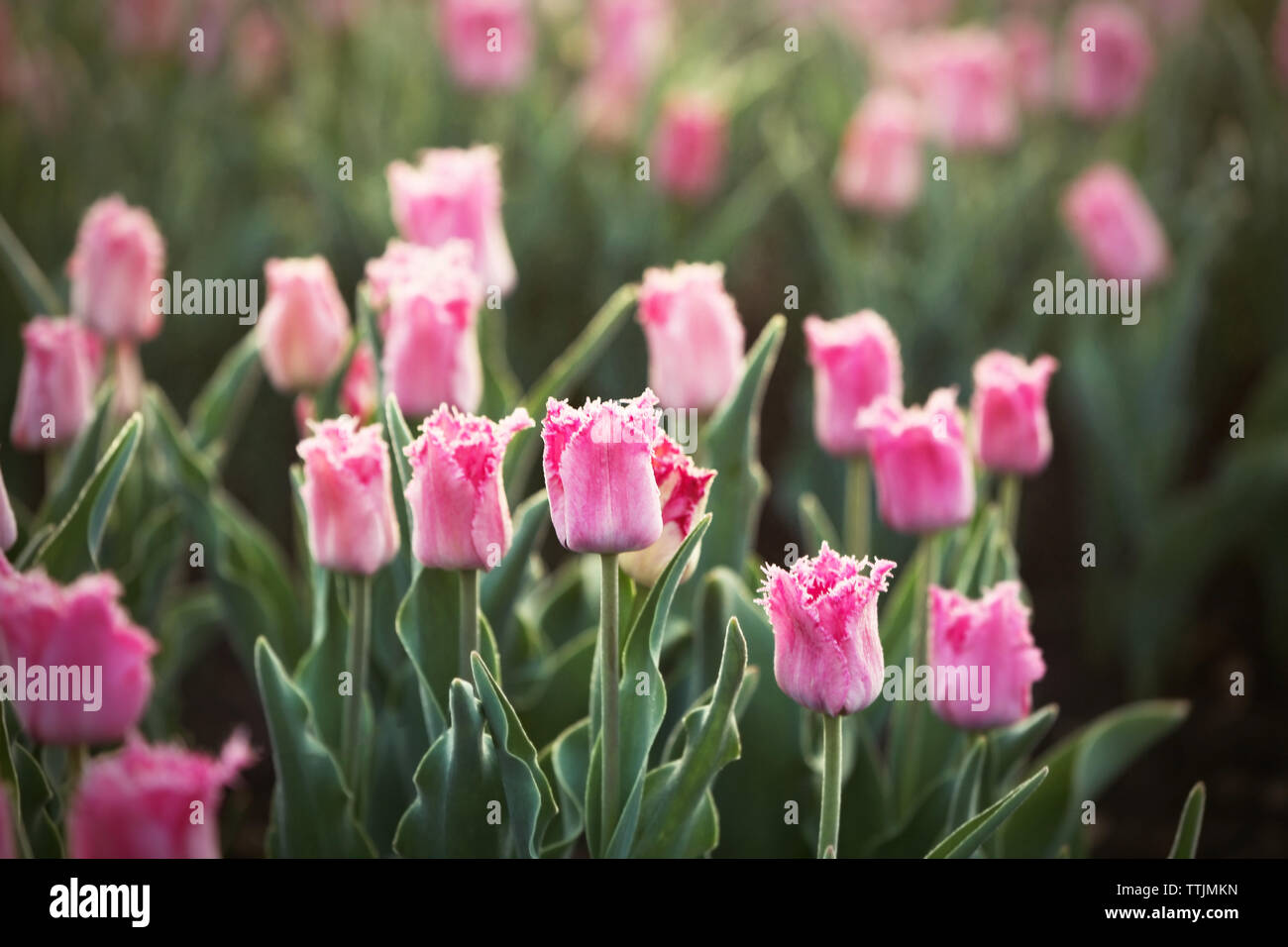 Field of beautiful blooming tulips Stock Photo - Alamy