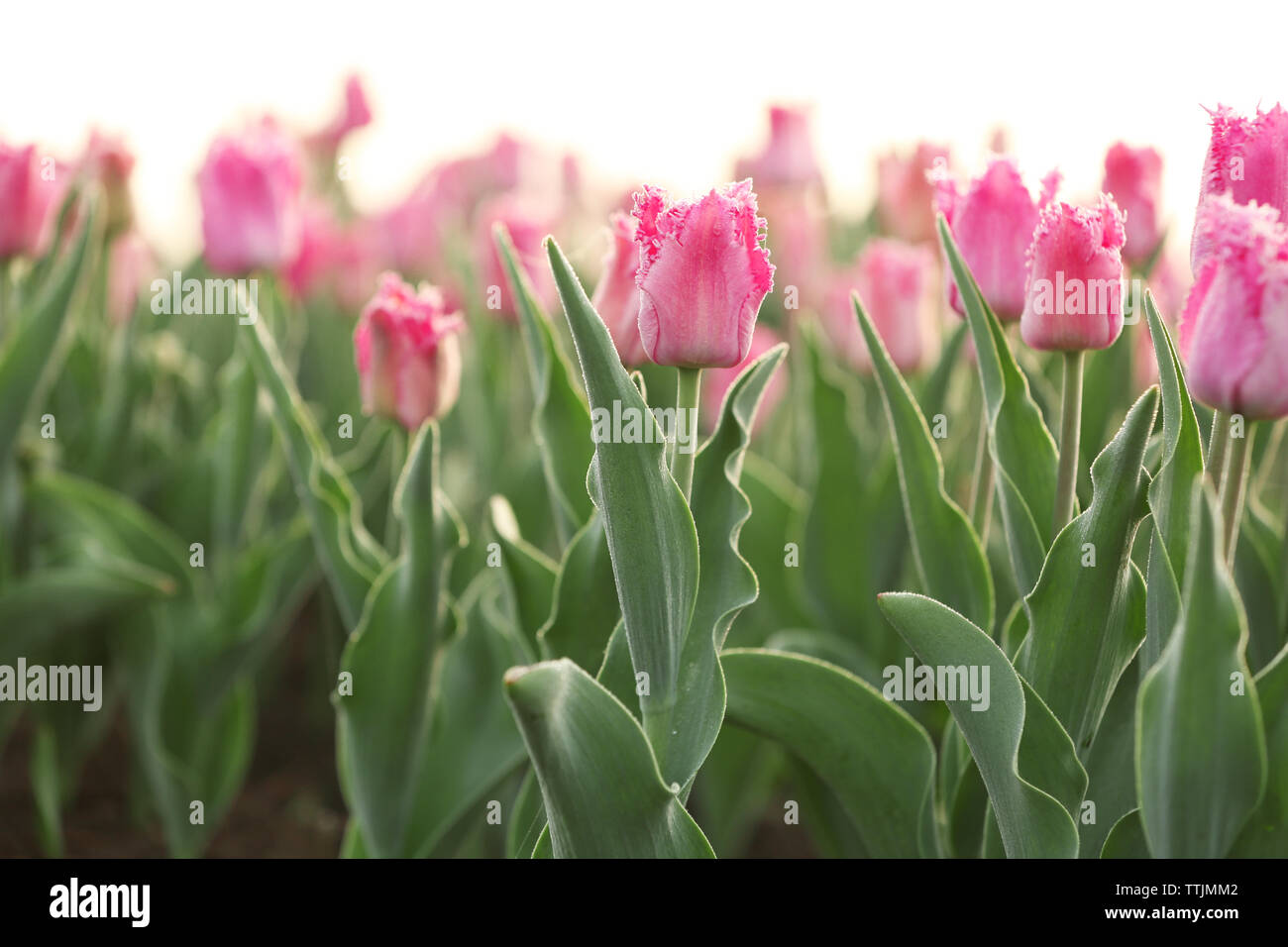 Field of beautiful blooming tulips Stock Photo - Alamy