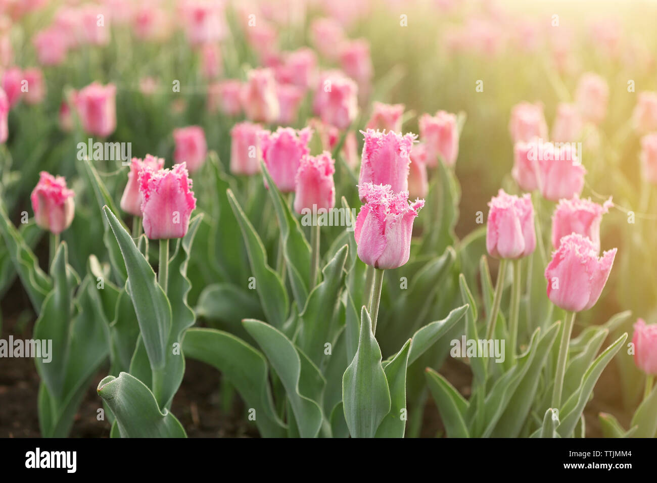Field of beautiful blooming tulips Stock Photo - Alamy