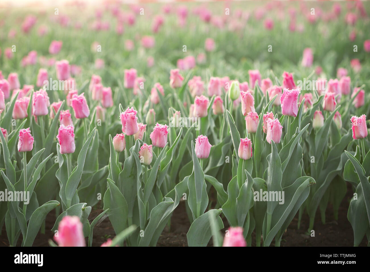 Field of beautiful blooming tulips Stock Photo - Alamy