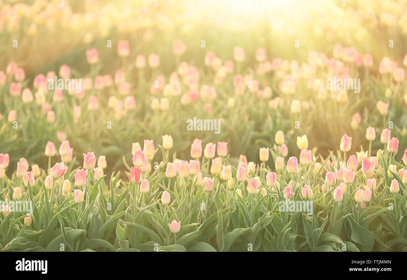 Field of beautiful blooming tulips Stock Photo - Alamy