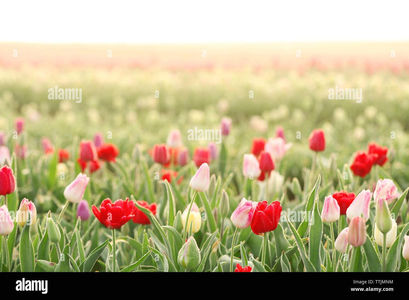 Field of beautiful blooming tulips Stock Photo - Alamy
