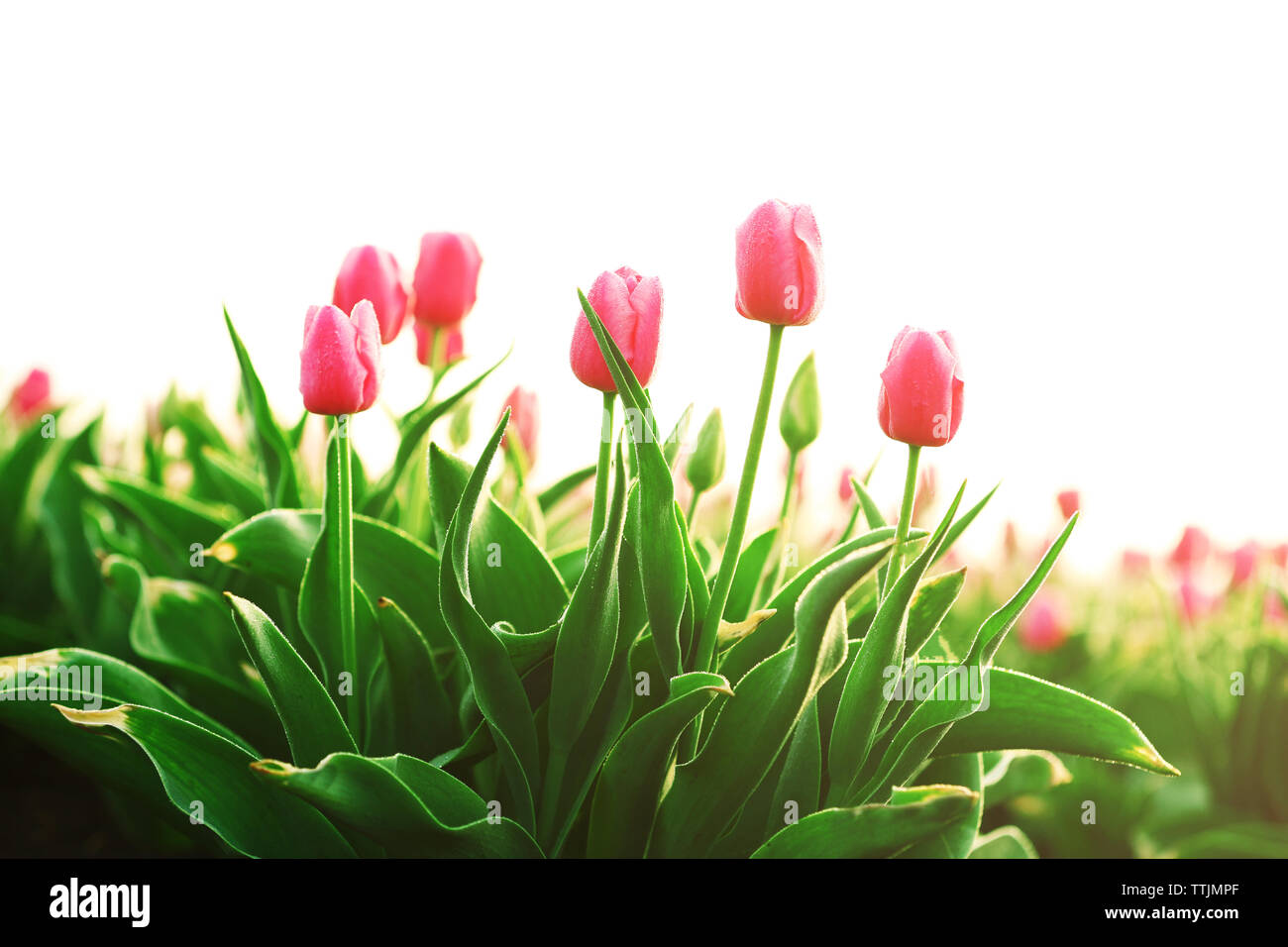 Field of beautiful blooming tulips Stock Photo - Alamy