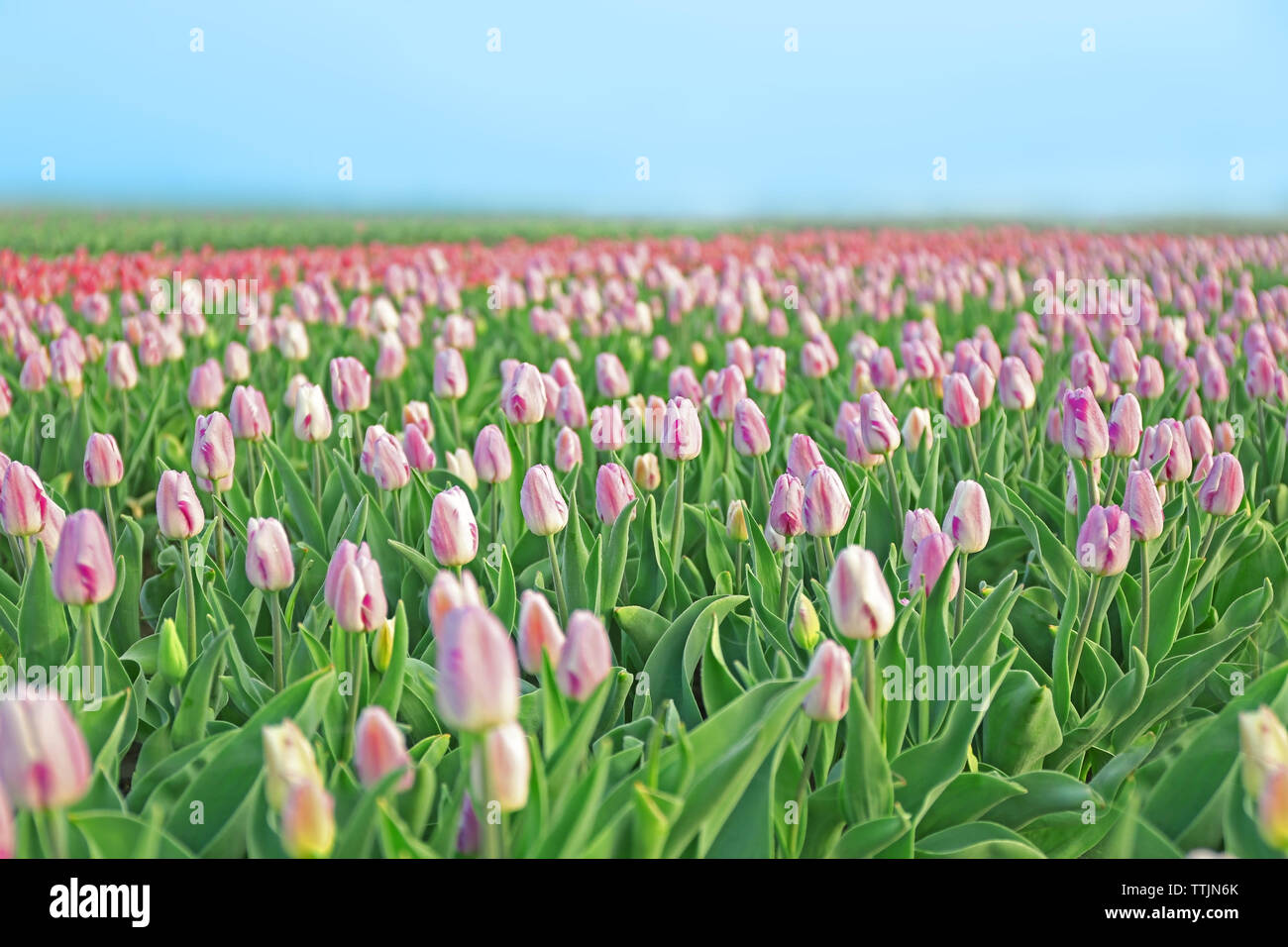 Field of beautiful blooming tulips Stock Photo - Alamy