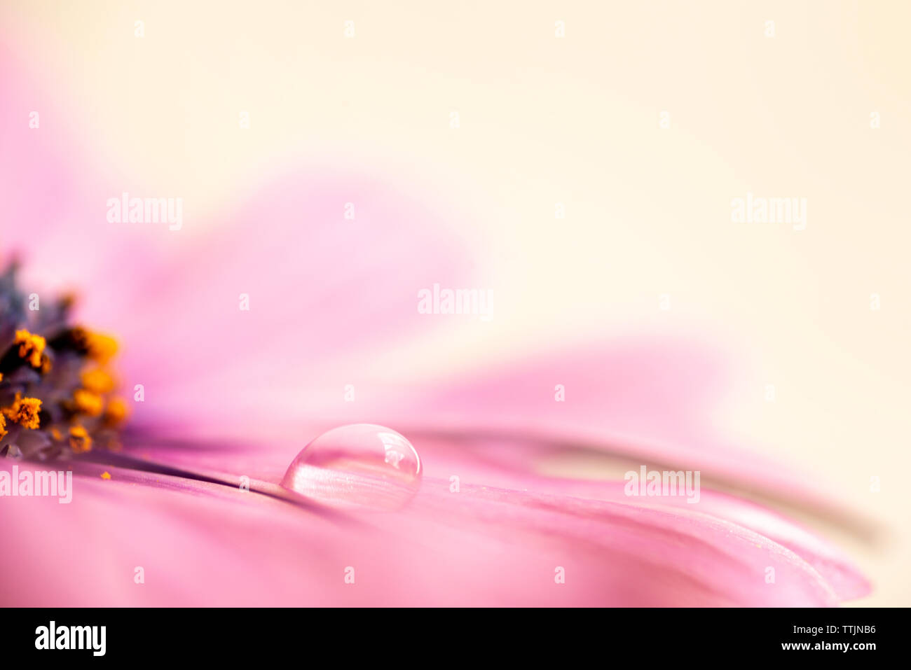 Water drop on a petal of a pink african daisy (osteopermum) Stock Photo