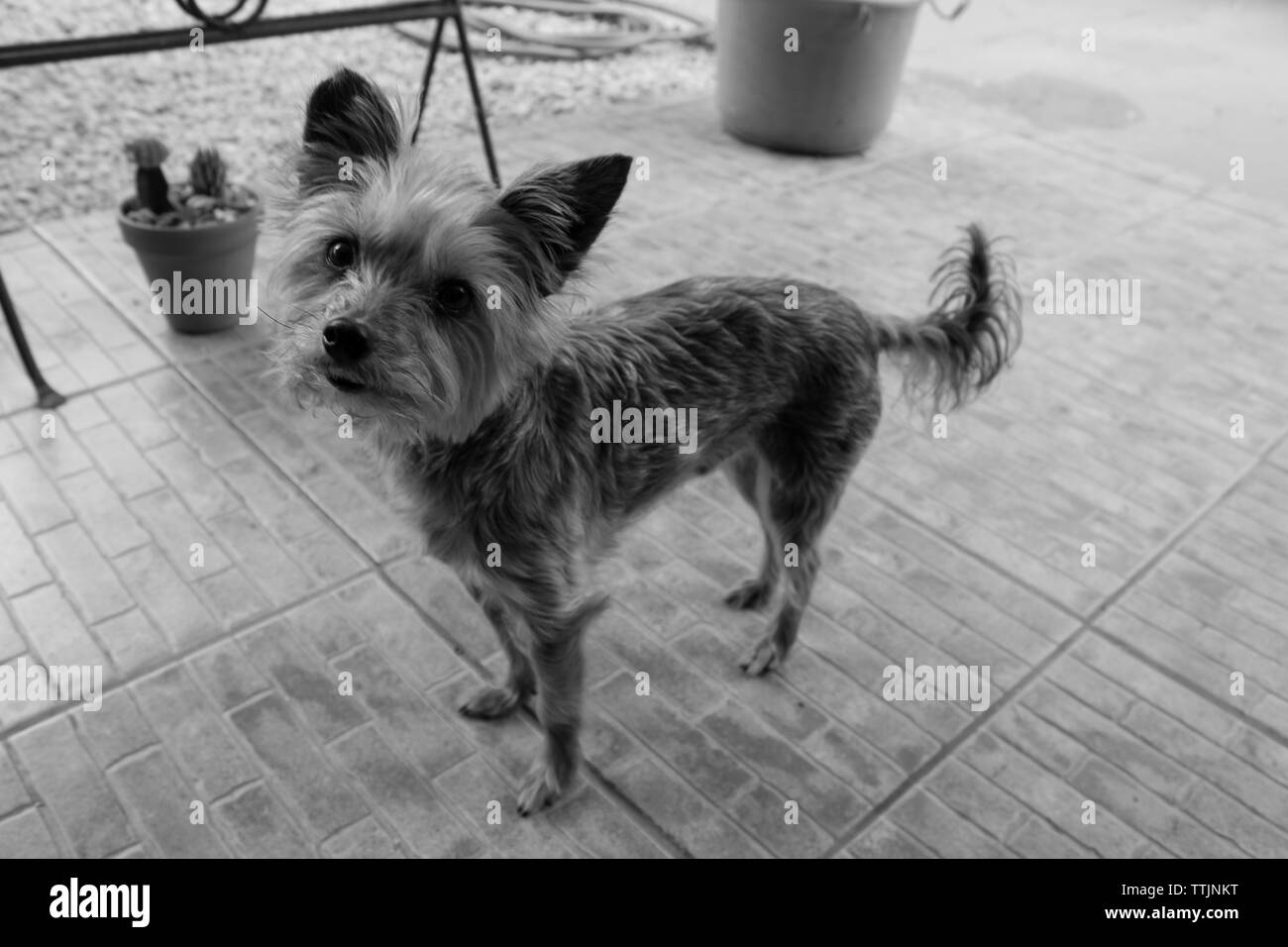 Yorkie dog photo in black and white Stock Photo Alamy