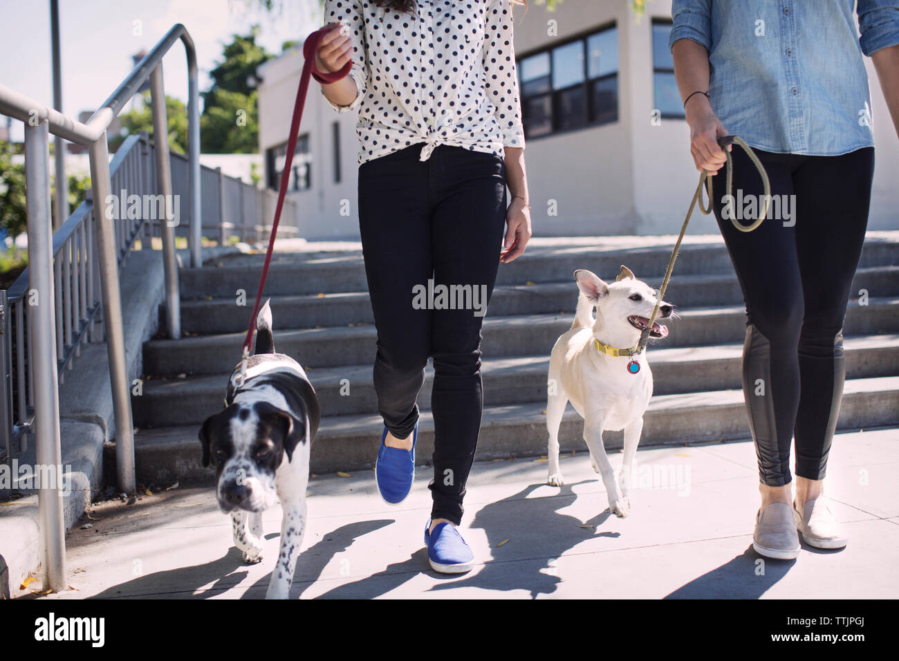 Low section of women walking with dogs on footpath during sunny day Stock Photo