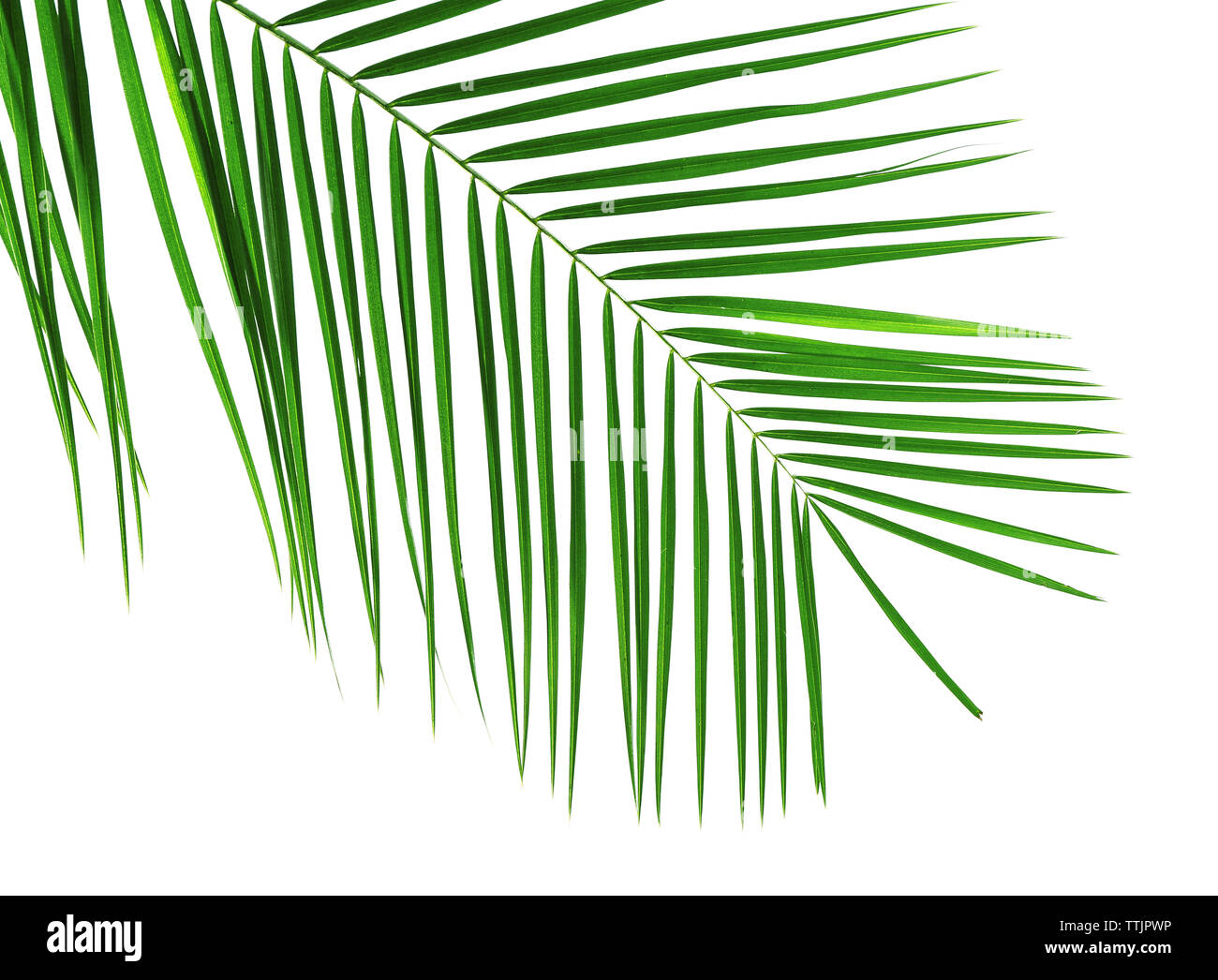 Green leaf of palm tree on white background Stock Photo - Alamy