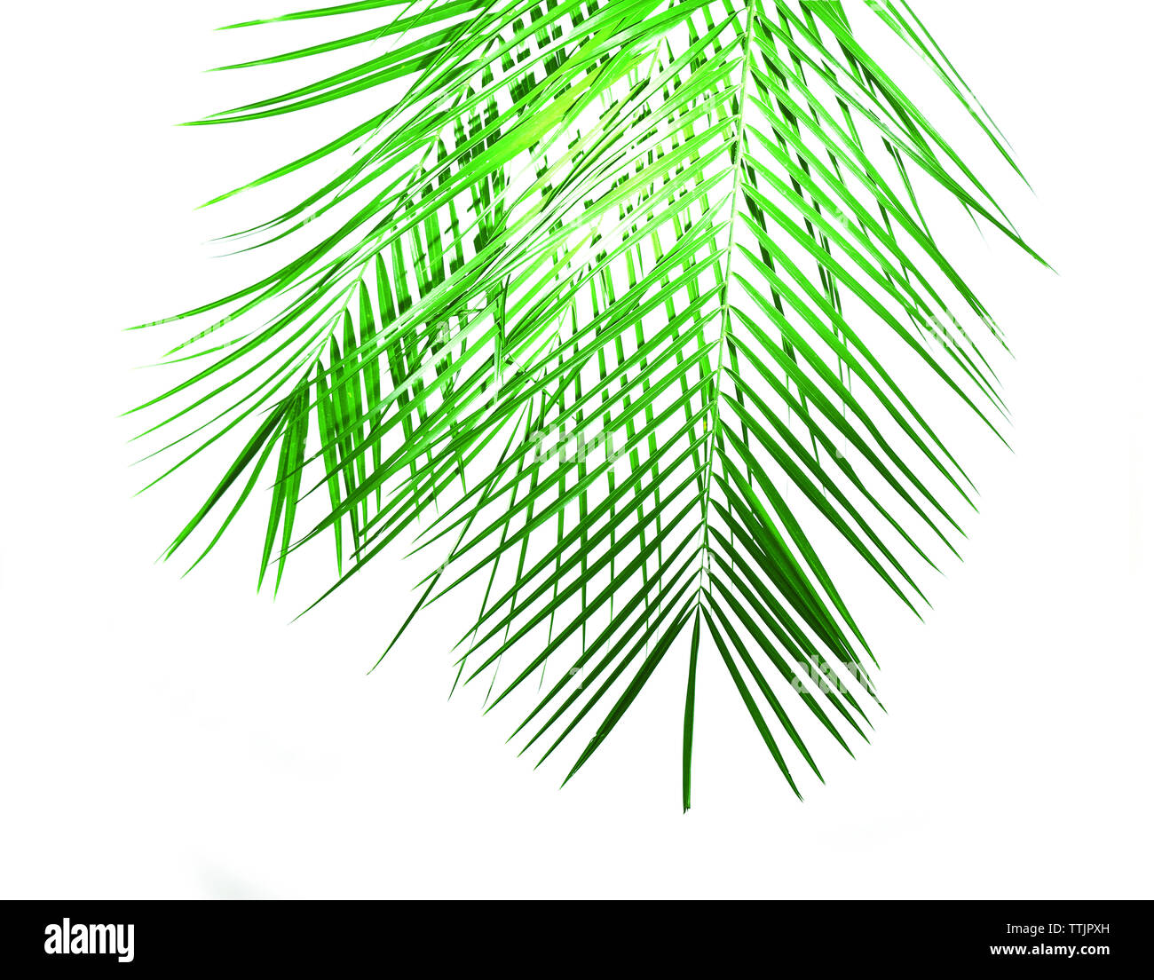 Green leaves of palm tree on white background Stock Photo - Alamy