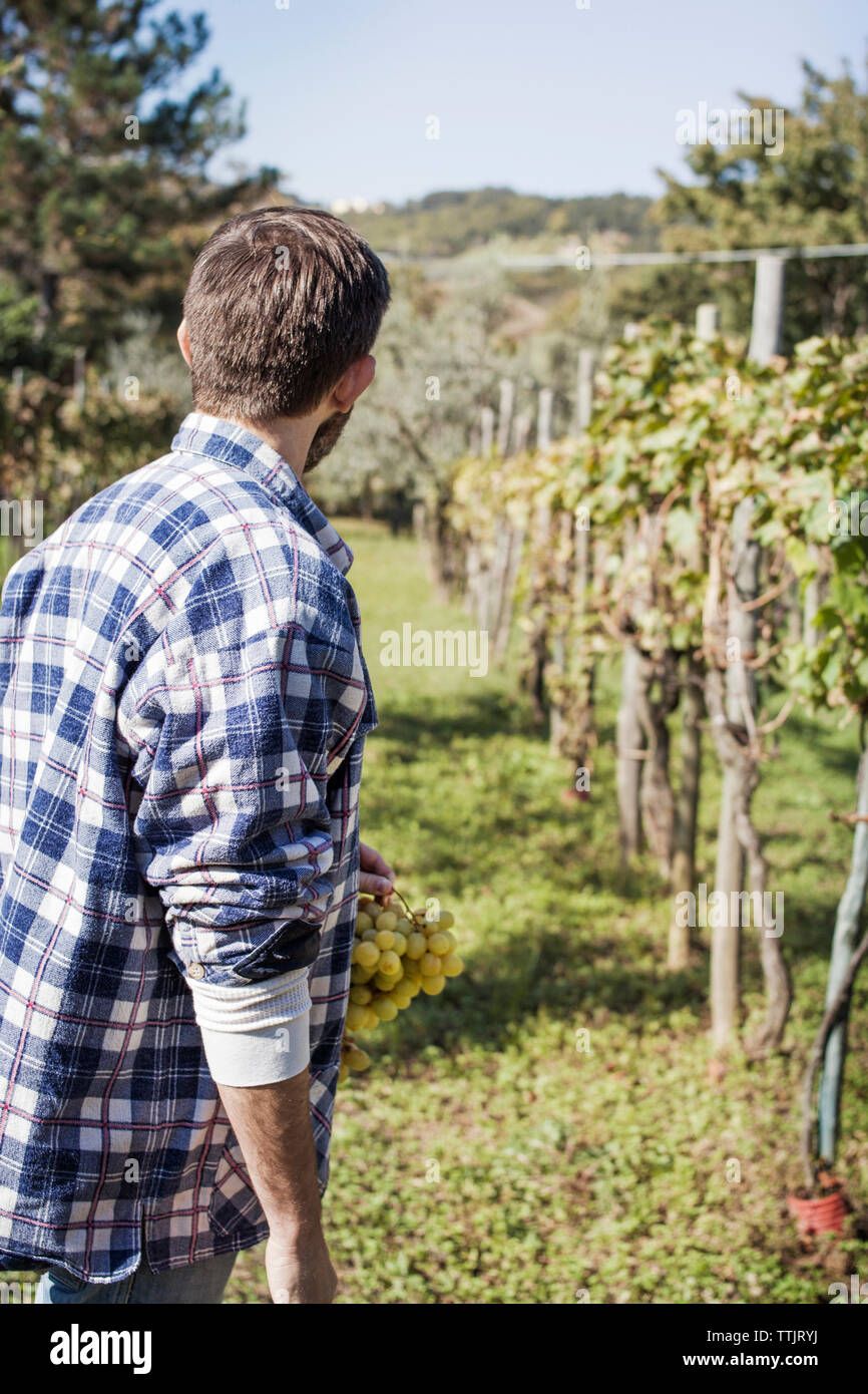 Rear view of man looking away while standing in vineyard Stock Photo