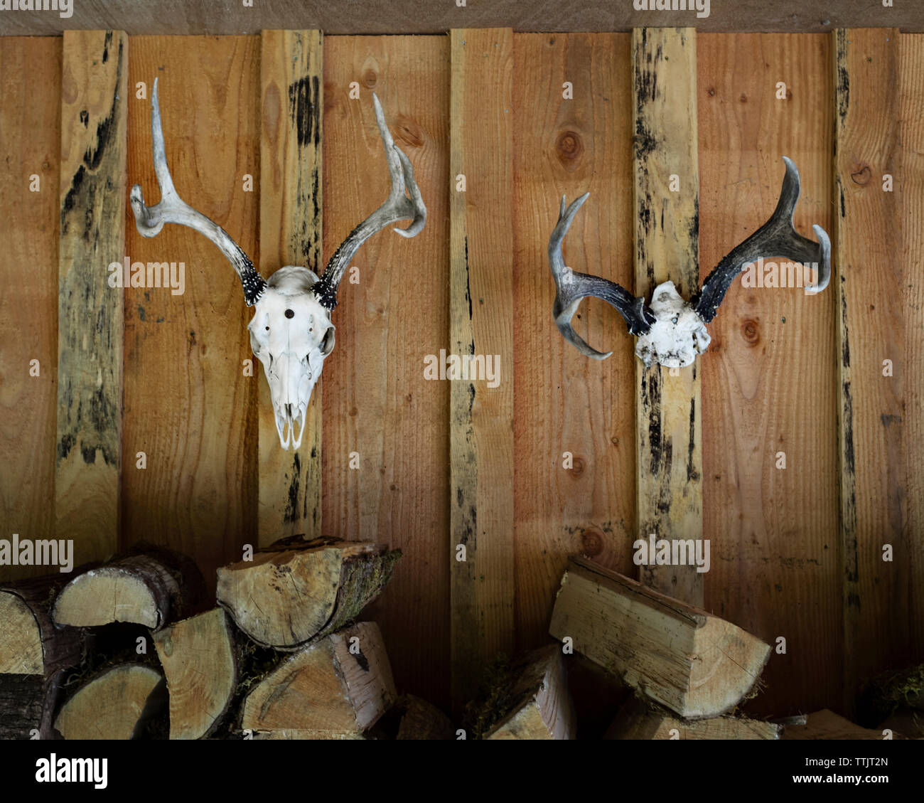 Hunting trophies on wall Stock Photo