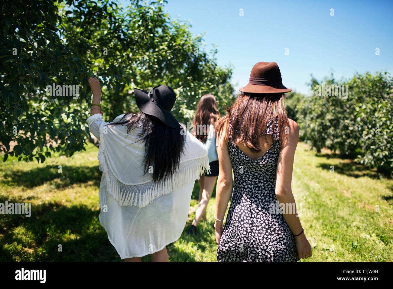 Friends three females rear view hi-res stock photography and images - Alamy