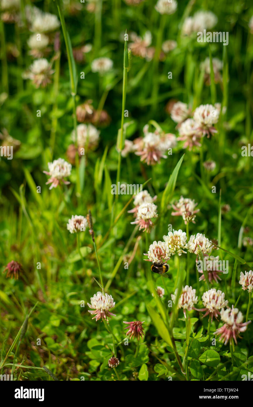 Background Image of a Clover Field With Bees Stock Photo
