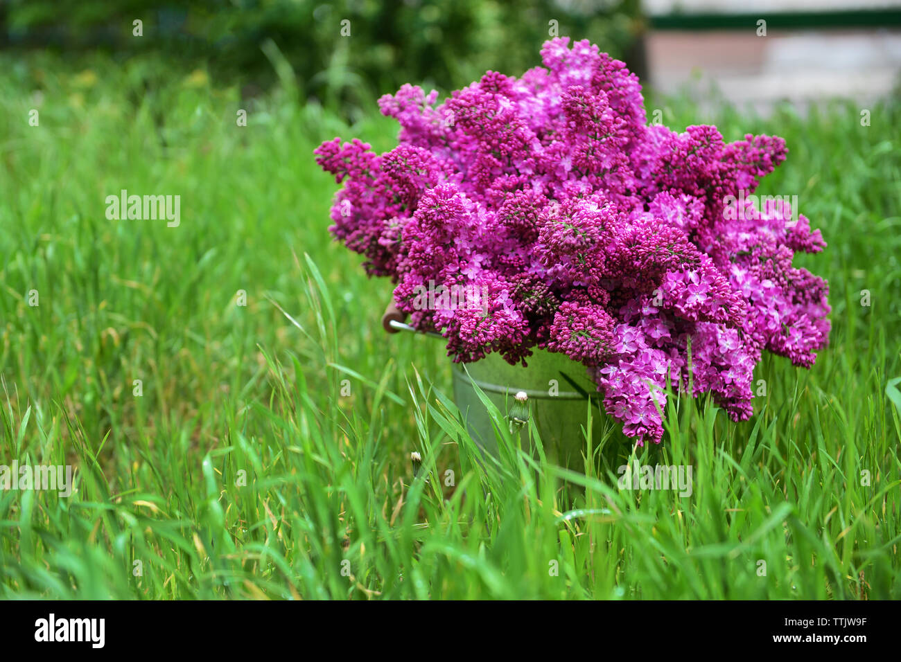 Purple lilac on green grass background Stock Photo - Alamy