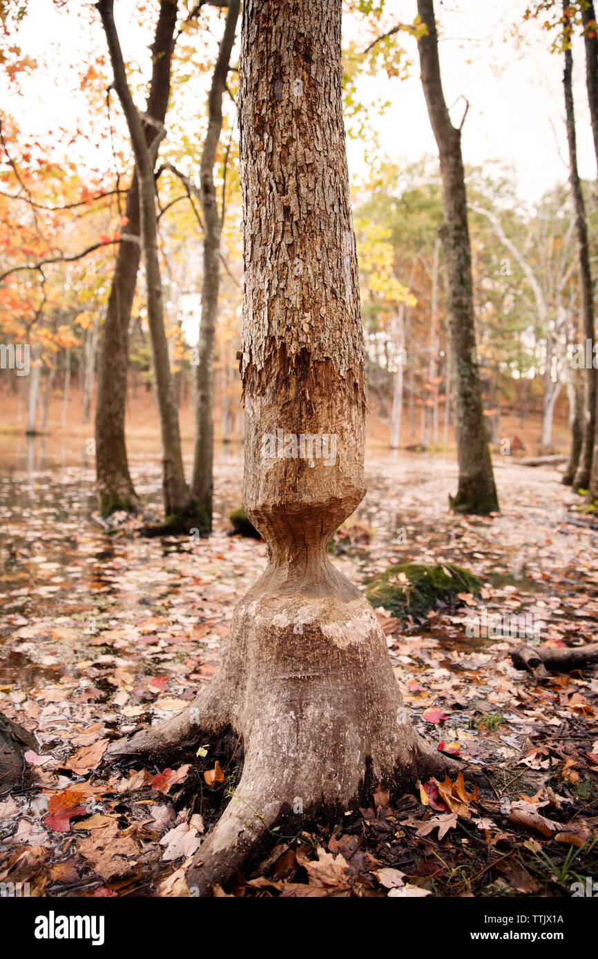 Axed tree by lake in forest during winter Stock Photo