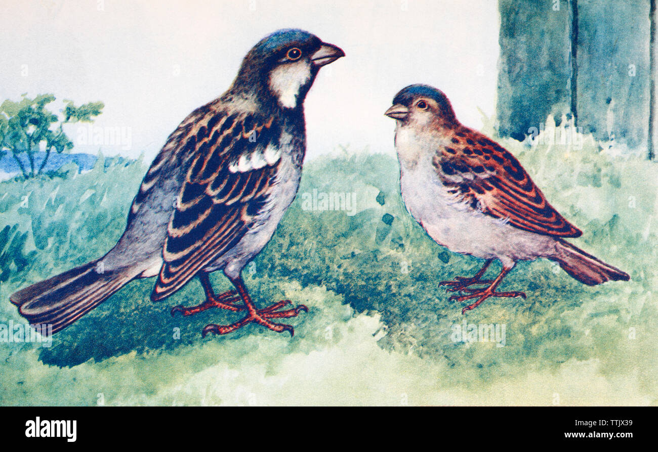 Male and female house sparrows. Passer domesticus. From a contemporary print, c.1935. Stock Photo