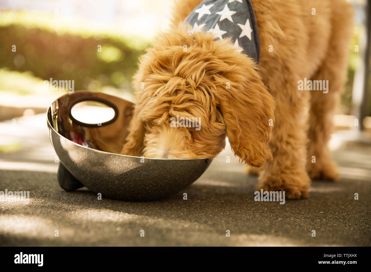 Poodle eating food while standing on road Stock Photo - Alamy