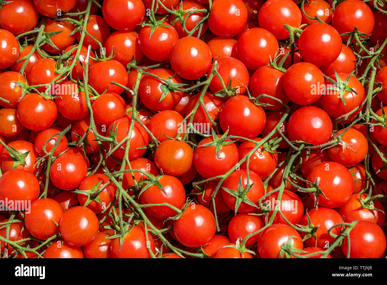 Red tomatoes background. Group of fresh cherry tomatoes. Stock Photo