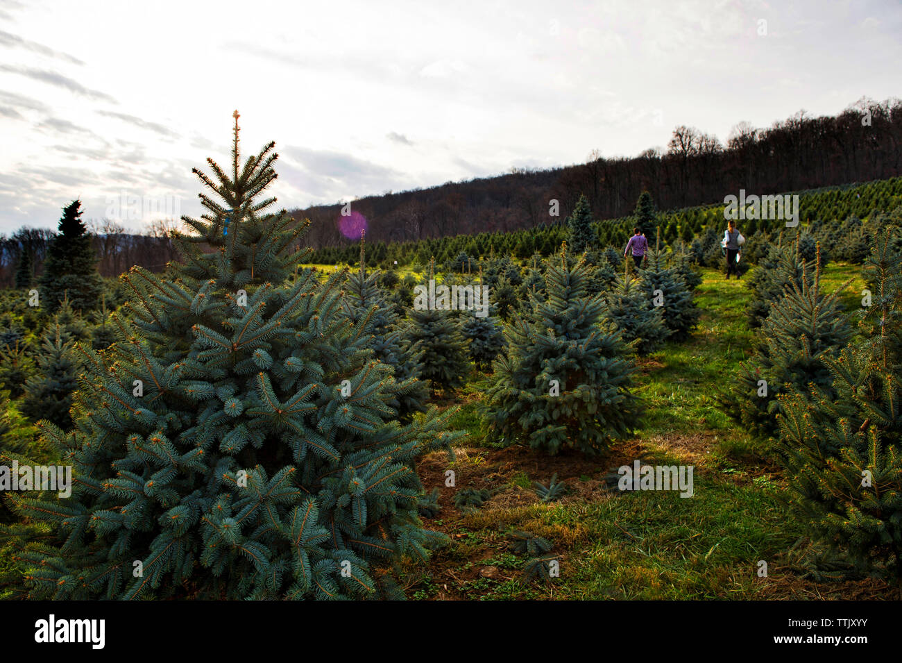UNITED STATES December 12, 2015 Snickers Gap Christmas Tree Farm is