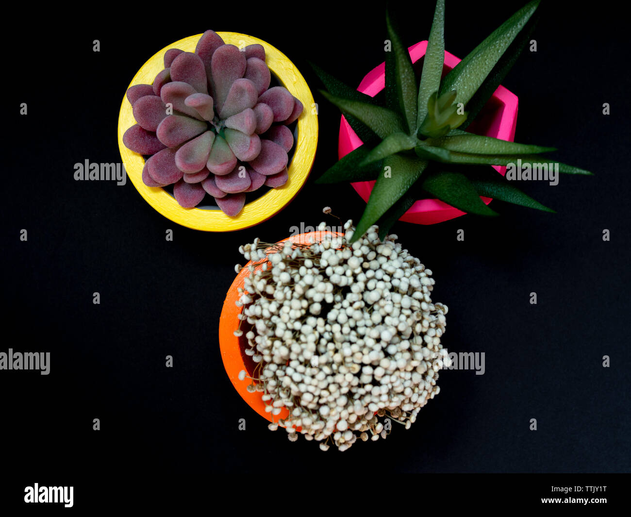 Beautiful various geometric concrete planters with cactus, flower and succulent plant on dark background. Top view of colorful painted concrete pots f Stock Photo