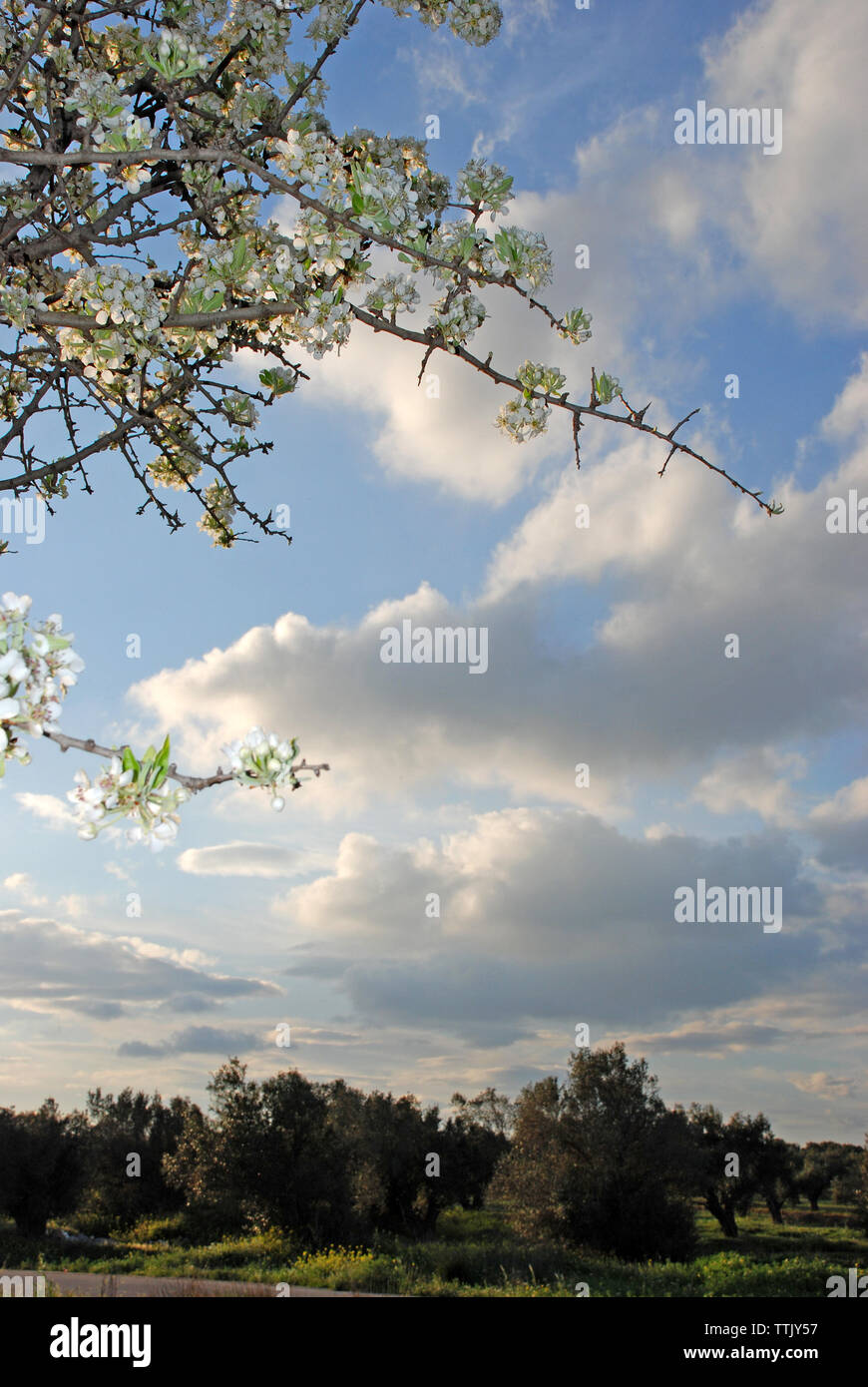 Spata Village, Greece / Almond tree in the countryside Stock Photo