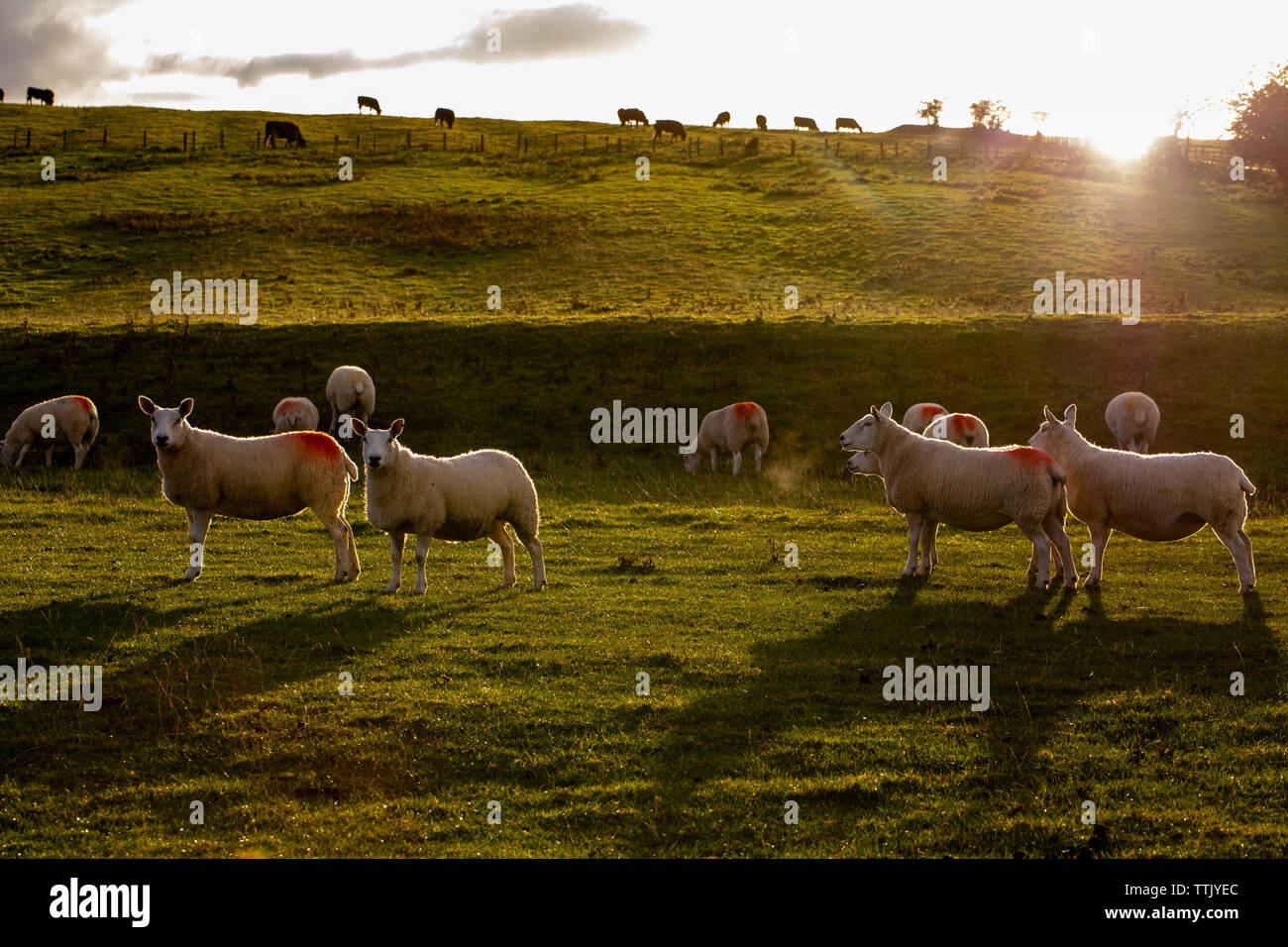 Common sheep (Ovis aries) grazing on farmland at sunset with low light ...