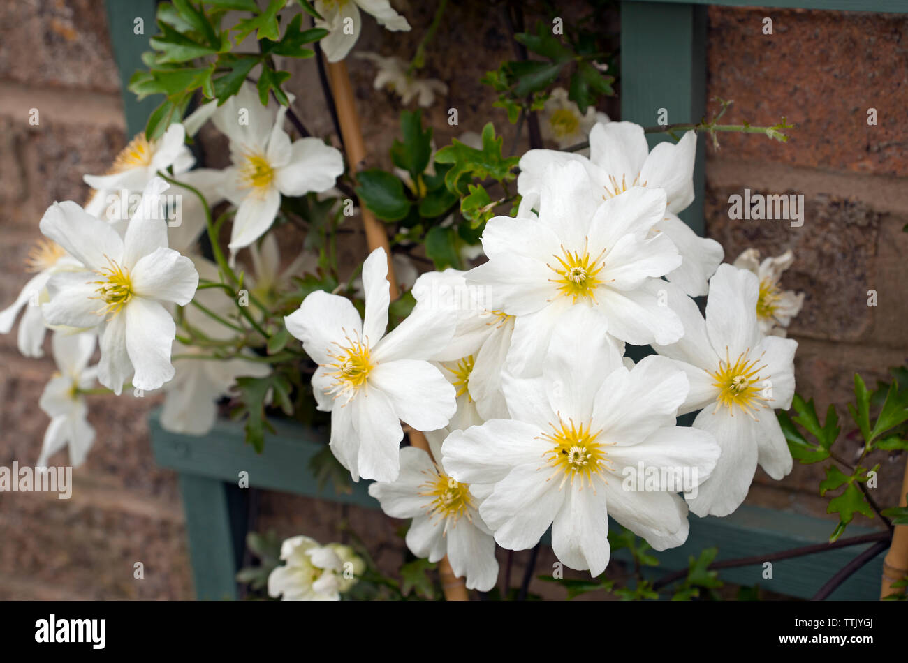 White clematis flowers Avalanche Cartmanii Blaaval, Close up an evergreen climber, in spring England UK United Kingdom GB Great Britain Stock Photo