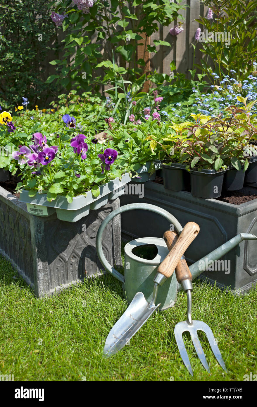 Trays of pansy and fuchsias bedding plants plant to be planted in pots