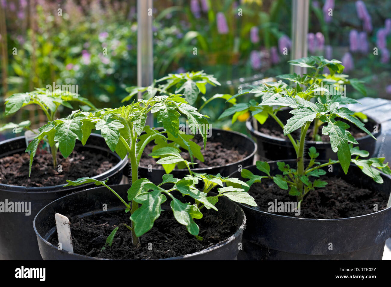 Pots of Gardeners Delight cherry tomato plant plants (Solanum lycopersicum) growing in a greenhouse in spring England UK United Kingdom Great Britain Stock Photo