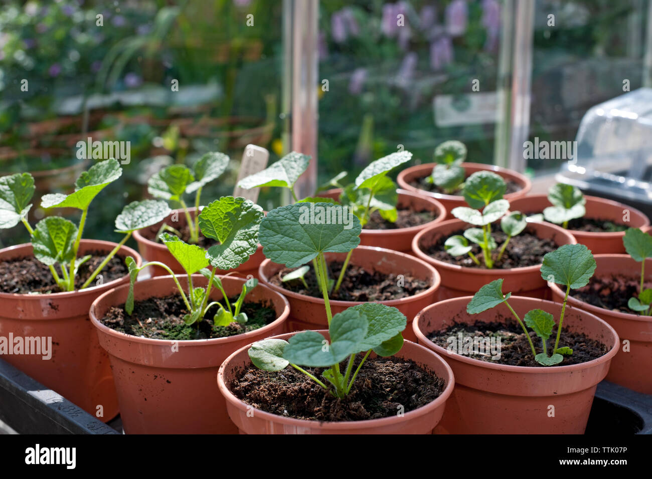 Tender Hollyhock Chaters Double Mix young plants seedlings growing in pots in a greenhouse England UK United Kingdom GB Great Britain Stock Photo