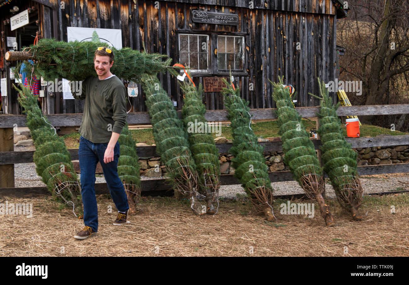 UNITED STATES December 12, 2015 Snickers Gap Christmas Tree Farm is